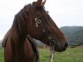 Kon�ky - Jazdeck� are�l Sv. Franti�ka